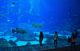 Atlanta Aquarium neue Attraktionen in Atlanta